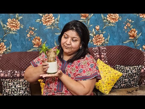 All about Brazilian Wood Plant -How to Grow and Care Brazilian Wood Plant LUCKY PLANT FOR YOUR HOUSE