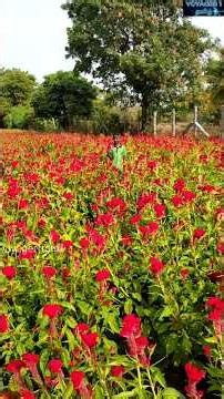 Divine Morning Peaceful Nature Song 🌸 Official Spiritual Track | Voyager 1 Tamil
