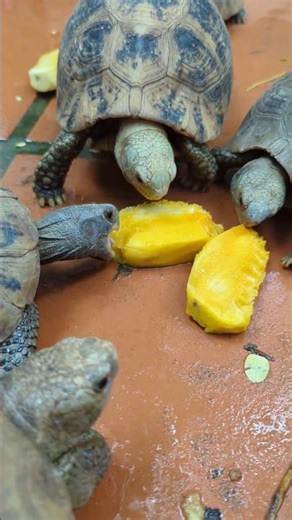 Hungry Turtles Enjoy Their Snack Break! 🐢🥭🐢 #turtle #turtlelovers #pets #shorts