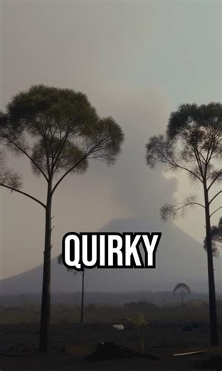 Discover tree rings' secrets! #ClimateHistory #TreeRings