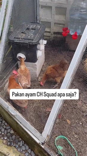 Pakan Ayam CH Squad Sehari-hari 🐔