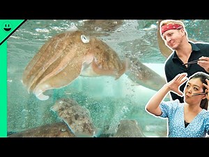 Eating Cuttlefish in Asia! Hong Kong's Strange Seafood!