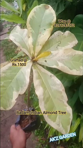 Indian Badam - Tropical Almond Tree - Terminalia Catappa Variegated #india #plants #kerala #desi