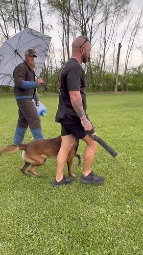 1.7M views · 45K reactions | Eli - 3 yrs old - PSA 3 4 Minutes Uncut Random Fast commands. Decoys have full permission to do as they please. No routines. Nothing planned. The decoys just have to be ready fir random sends. #dog #k9 #dogs #protectiondog #dogtraining #dogsoftiktok #doglover #workingdogs #bestdog #psadog #malinois #k9unit #ilovemydog #psa3 | Chris Altherr | Facebook