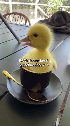 Quac Kuccino مشروب جديد لذيذ جدا كواك اتشينو