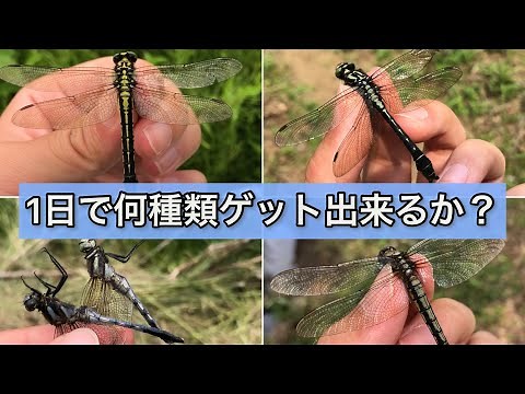 田舎で一日中昆虫採集してきた トンボ何種類ゲットなるか？？ 【トンボ採集探検記3】