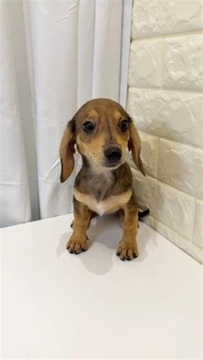 JJB Chiweenie Puppy (Female) 2