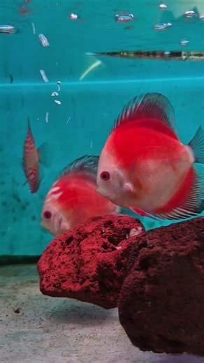 Funny fish aquarium tank #fish #youtubeshorts #fishtank #funny #funnyvideo #travel