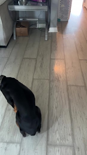 18 reactions |  Discover the remarkable world of Dobermann!  Did...