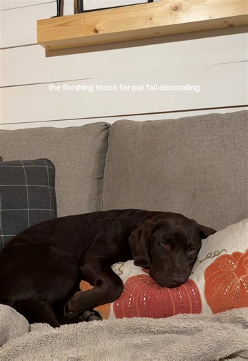 wouldn’t be complete without her #puppy #chocolatelab