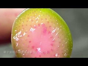 維管束の観察(アスパラガスとブロッコリー)