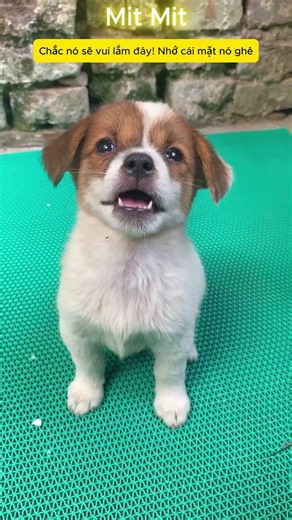 Chị mang đồ ăn về cho cún nhưng đói quá ăn luôn #shorts