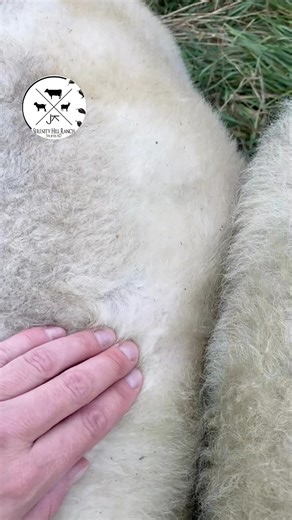 4.7K views · 70 reactions | Shearing in the fall? Won’t they freeze?...