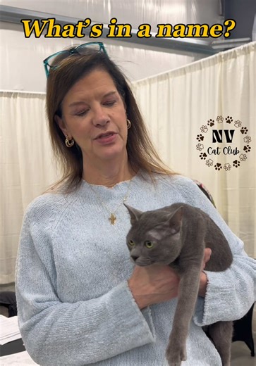 𝑾𝒉𝒂𝒕’𝒔 𝒊𝒏 𝒂 𝒏𝒂𝒎𝒆? Exhibitor Cheryl Coleman introduces us to “BB”, a Korat male Grand Champion in CFA. He is currently the number 1 Korat in championship. #cfacatshow #korat #koratcat #bluecat #graycatsoftiktok