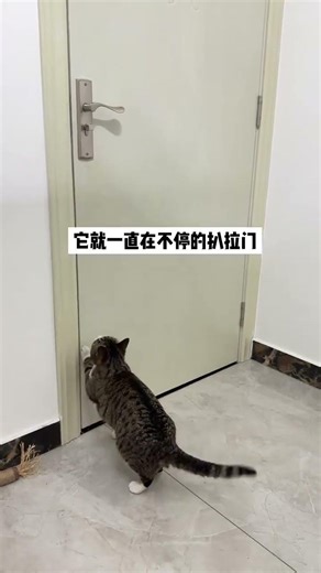 The little cat doesn t know the meaning of parting. It only knows that every time you go o