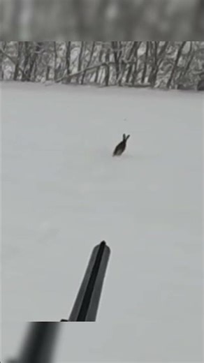 You Won’t Believe How Close Rabbit hunt #hunting#rabbit#harehunting #chasse #deerhunter#military