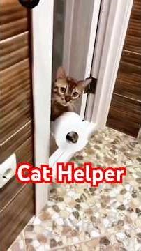 Cat Helper 🐈