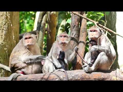 Spring monkey and Sami monkey, They all on wood , talking for move step on side