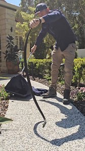 232K views · 2.6K reactions | Yewww we are so excited about the increasing Eastern Brown snake activity! Nothing more exciting than getting a phone call saying there’s a brown snake that needs to be caught! Share your Eastern Brown photos in the comments!!! #highlyvenomous #snakerescue | Sunshine Coast Snake Catchers 24/7 | Facebook