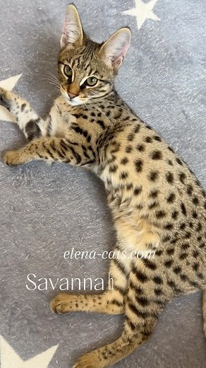 Savannah F2 female 🤩🥰 #savannahcat | Olena Sheremetieva