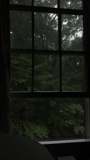 Lush Green Forest View from a Cozy Window