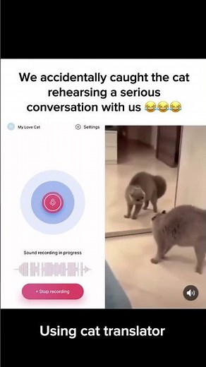 Cat translator. Try now!
