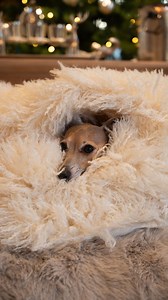 26 reactions · 9 comments | PSA: Our bestselling Mink Fur Pouffes are back in stock and they’re Louie-approved too 懶 Shop yours now in-store or online at arighibianchi.co.uk #beanbag #fauxfur #luxuryhome #homewware #homedecor #homeaccessory #petapproved #italiangreyhound #arighibianchi #bestseller #comfortiskey | Arighi Bianchi | Facebook
