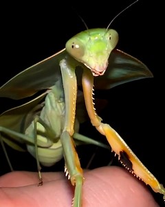 3.3M views · 9.1K reactions | They may be small but they are savage predators!  | Furry Tails | Facebook