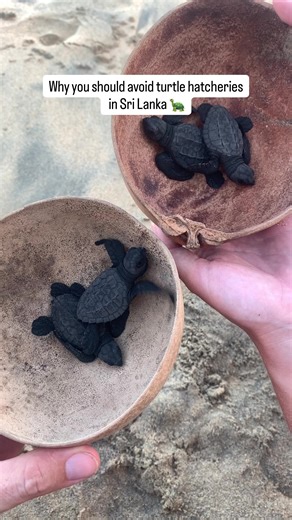 Ethical Turtle Encounters in Sri Lanka