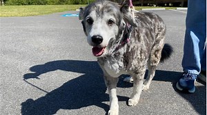Have a paw-some time at Wellston Park’s spring Pups in the Park event