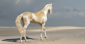 Meet the unique creature people are calling ‘the most beautiful horse in the world’