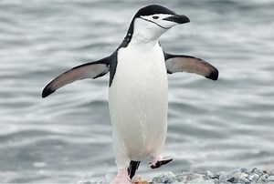 Chinstrap penguin - Alchetron, The Free Social Encyclopedia