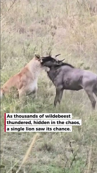 Lone Lion Catches Wildebeest During Migration
