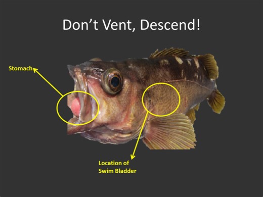 Rockfish Barotrauma and Descending Devices