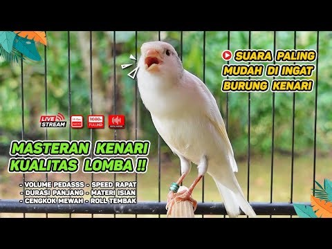 Pancingan Suara Kenari Gacor‼️ Ampuh untuk Masteran Kenari Muda dan Terapi Kenari Macet Bunyi | 296