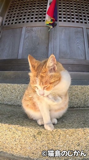 境内にて #猫 #cat