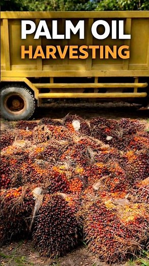 harvesting oil palms on plantations. #palmoil #palmoil #farmer #harvest