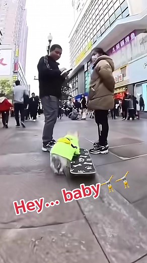 Understanding the Life Circle of Dogs in Japan | TikTok