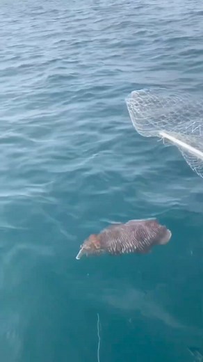 1.9M views · 6.6K reactions | fishing for big cuttlefish #fishing | Fishing Videos | Facebook
