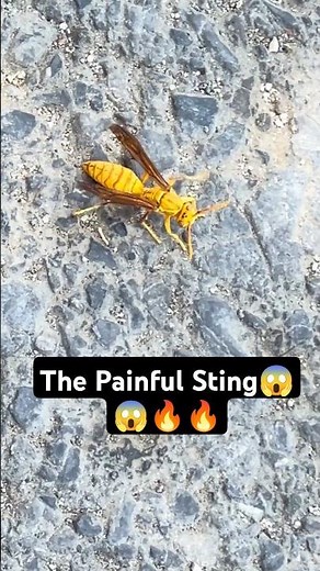🐝 YELLOW ORIENTAL PAPER WASP: The Last Moments of a Sting! 😱 | The Painful Sting | Wasp Stings 😱💉