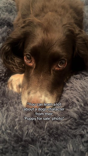 Understanding Your Dog's Character Through Photos