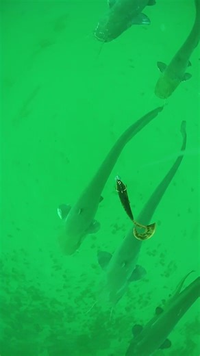 Found them! Catfish heaven!