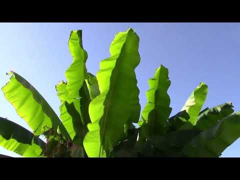 Is It OK To Cut Banana Leaves Off After A Storm? Let's Take A Look.