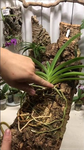 How to orchid plant with using simple Tips #orchid 🌱🌵🌱🌵🌱🌵🌱