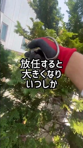 成長が穏やかなチャボヒバだから、なるべく自然樹形風に手を加える#庭師のVlog #一級造園技能士
