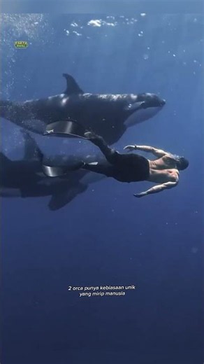 Orca Facts Crazier Than You Thought #shorts