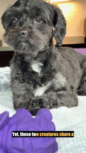 The Secret Lives of Animal Friends: Unexpected Partnerships