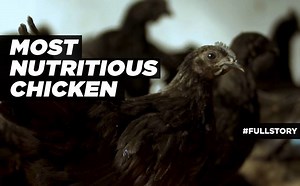 3.7M views · 11K reactions | We are ready to serve you a #NewYear's Eve Special from the farms of Chhattisgarh! 'The Kadkanath Chicken', a crowd-pleasing dish, is surely going to be popular among your guests. #OMGChhattisgarh Dr Raman Singh Chhattisgarh Tourism | HISTORY | Facebook