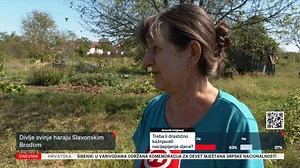 Da su divlje svinje postale svakodnevica po hrvatskim gradovima, pokazao je to nakon Zagreba, Pule, Rijeke i Slavonski Brod. Krdo divljih svinja haralo je dvorištima, ali i glavnom ulicom. | DNEVNIK.hr