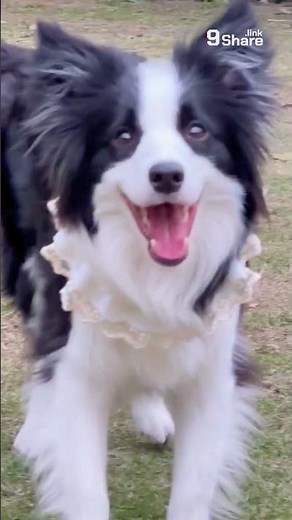 Adorable Black & White Border Collie Plays, Smiles, and Steals Hearts!
